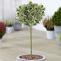 Euonymus kathy tree for sale  Delivered anywhere in UK
