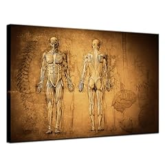 Klvos vintage human for sale  Delivered anywhere in USA 