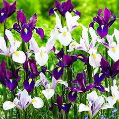 Mélange iris hollandais d'occasion  Livré partout en France