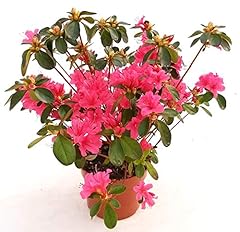 Powers flowers azalea usato  Spedito ovunque in Italia 