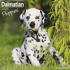 Dalmatian puppies dalmatiner gebraucht kaufen  Wird an jeden Ort in Deutschland