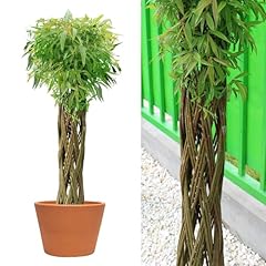 Wicker garden geflochtene gebraucht kaufen  Wird an jeden Ort in Deutschland