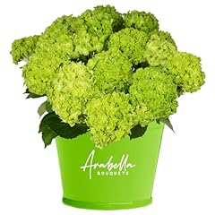 Stems emeral green for sale  Delivered anywhere in USA 