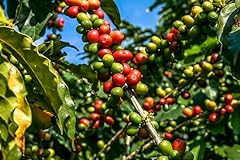 Samen arabica kaffee gebraucht kaufen  Wird an jeden Ort in Deutschland