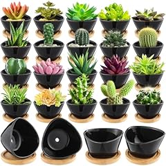 Domensi pack succulent for sale  Delivered anywhere in USA 