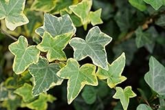Cornwall plants hedera for sale  Delivered anywhere in UK