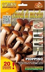 Micelio funghi pioppino usato  Spedito ovunque in Italia 