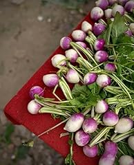 Mcgregors turnip garden for sale  Delivered anywhere in UK