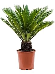 King sago palm for sale  Delivered anywhere in USA 