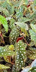 Begonia maculata angelwing for sale  Delivered anywhere in USA 