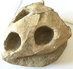 Turtle fossil replica for sale  Delivered anywhere in USA 