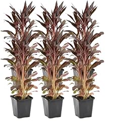 Bloomique lot lobelia d'occasion  Livré partout en France