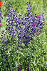 Aconitum napellus 11x11 gebraucht kaufen  Wird an jeden Ort in Deutschland