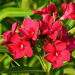 Nerium oleander hardy for sale  Delivered anywhere in UK