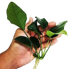 Planterest anubias barteri for sale  Delivered anywhere in USA 