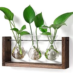 Yibot plants propagation for sale  Delivered anywhere in USA 