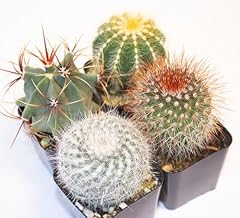 Cactus assorted for sale  Delivered anywhere in USA 