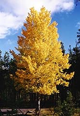 Tulip poplar shade for sale  Delivered anywhere in USA 