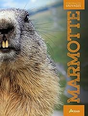 Marmotte d'occasion  Livré partout en France