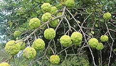 Hedge apple seeds for sale  Delivered anywhere in USA 