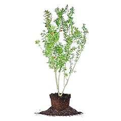 Perfect plants wonderful for sale  Delivered anywhere in USA 