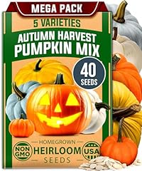 Home grown pumpkin for sale  Delivered anywhere in USA 