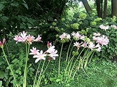 Naked lady lily for sale  Delivered anywhere in USA 