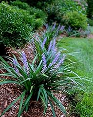 Super blue liriope for sale  Delivered anywhere in USA 