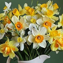 100 yellow daffodil for sale  Delivered anywhere in UK
