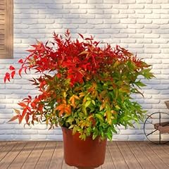 Nandina domestica scheinbambus gebraucht kaufen  Wird an jeden Ort in Deutschland
