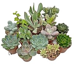 Succulent starter plant for sale  Delivered anywhere in UK