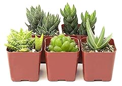 Shop succulents haworthia for sale  Delivered anywhere in USA 