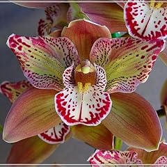 Cymbidium blumenzwiebeln winte gebraucht kaufen  Wird an jeden Ort in Deutschland