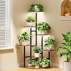 Nedechom corner plant for sale  Delivered anywhere in USA 