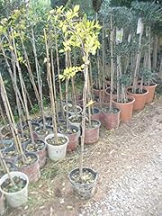 Chinesische jujube ziziphus gebraucht kaufen  Wird an jeden Ort in Deutschland