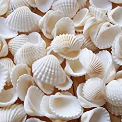 Sea shells 0.6 for sale  Delivered anywhere in UK