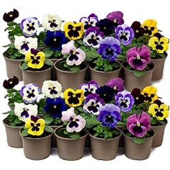 Flowering bedding plants for sale  Delivered anywhere in UK