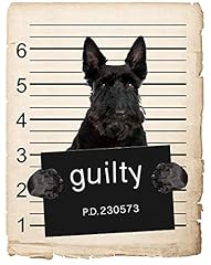 Scottish terrier dog for sale  Delivered anywhere in USA 