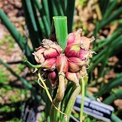 Walking onion plants for sale  Delivered anywhere in USA 