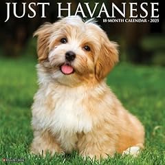 Havanese 2025 wall for sale  Delivered anywhere in UK