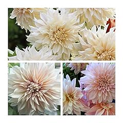 Decorative dahlia cafe for sale  Delivered anywhere in Ireland