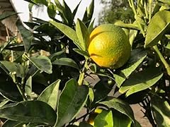Piante mandarino fitocella usato  Spedito ovunque in Italia 