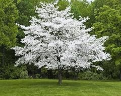 White flowering dogwood for sale  Delivered anywhere in USA 