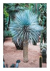 Seeds yucca rostrata for sale  Delivered anywhere in UK