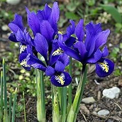 24x iris reticulata for sale  Delivered anywhere in UK