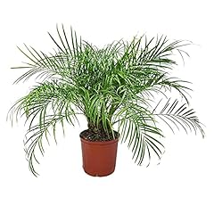 Roebellenii palm live for sale  Delivered anywhere in USA 