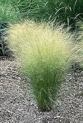 Mexican feather grass for sale  Delivered anywhere in USA 