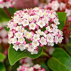 Viburnum tinus lisarose for sale  Delivered anywhere in UK