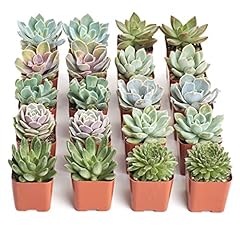 Shop succulents rosette for sale  Delivered anywhere in USA 