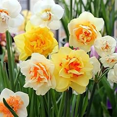 100 mixed double for sale  Delivered anywhere in USA 